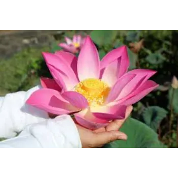Soft Lotus Flower